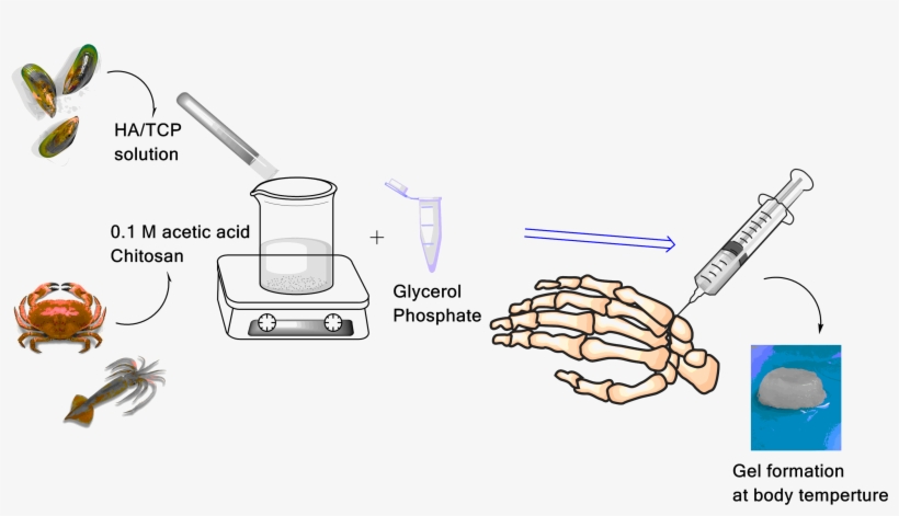 The Surface Morphology And Microstructure Of The Gels - Chitosan Tissue Engineering, transparent png
