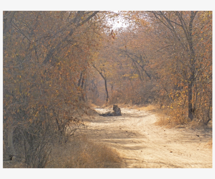 We Really Did See A Tiger - Grove, transparent png