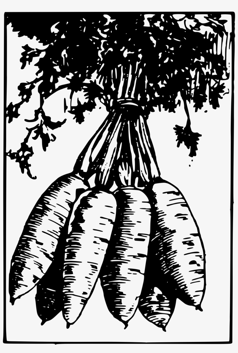 Vector Royalty Free Library Carrot Clipart Bunch - Bunchclipart, transparent png