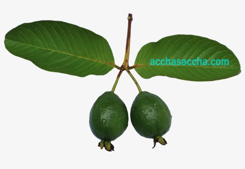 Guava - Persian Lime, transparent png