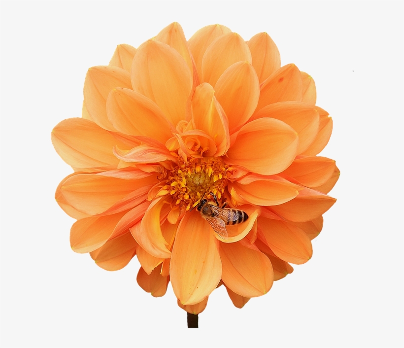 Dahlia, Dahlias, Bees, Autumn, Asteraceae - Dahlia, transparent png