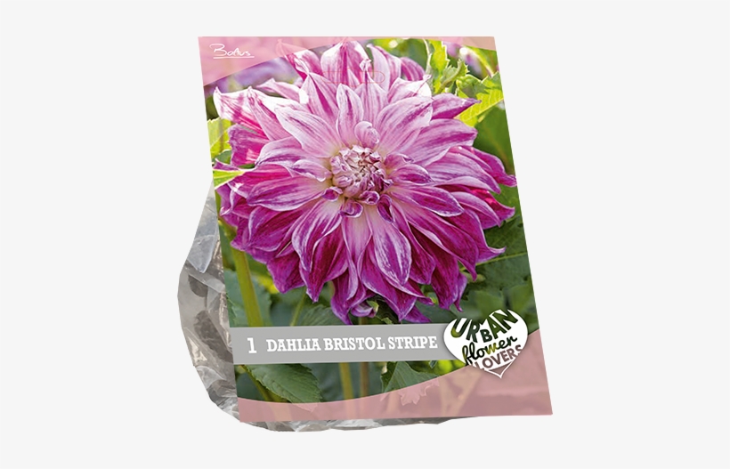 7210 Dahlia Bristol Stripe Per 1 Urban Flowers - Chrysanths, transparent png