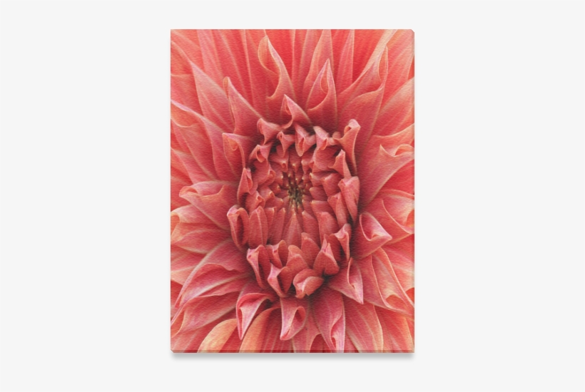 Protea, transparent png