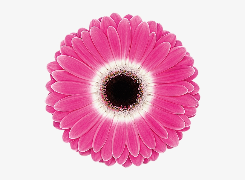 Cubanita® - Transvaal Daisy, transparent png