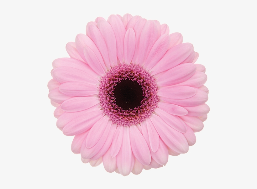 Florist Holland Gerbera Specialist - Gerbera Abraxas, transparent png