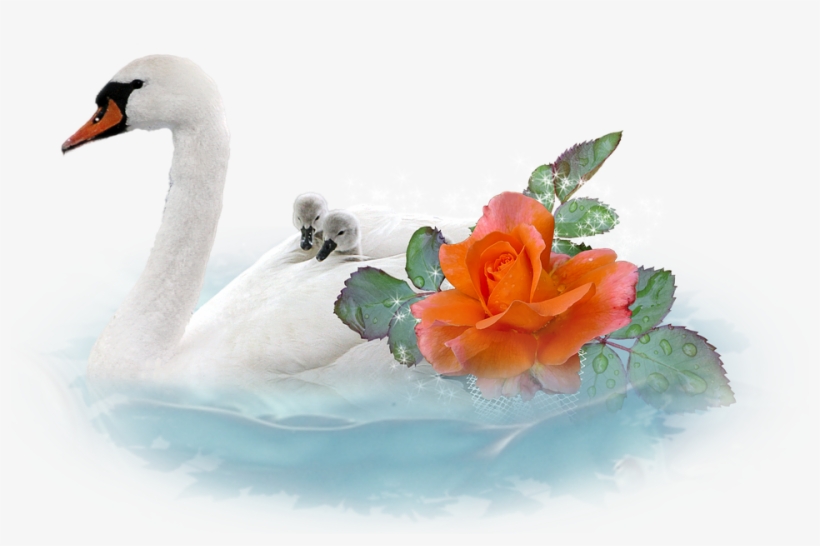 Laminated Poster Isolated Chicks Love Romantic Cut - Kuğu Png, transparent png