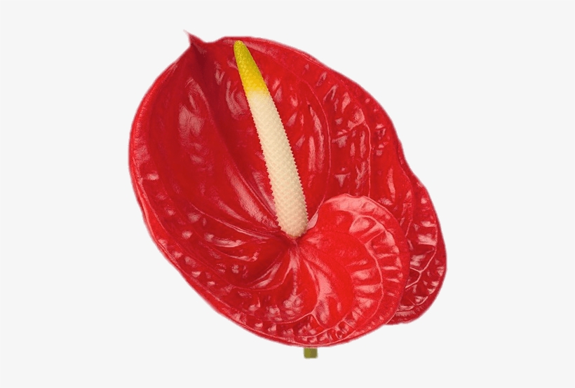 This Png File Is About Nature , Anthurium , Flowers - Fleur Avec Tige Jaune, transparent png