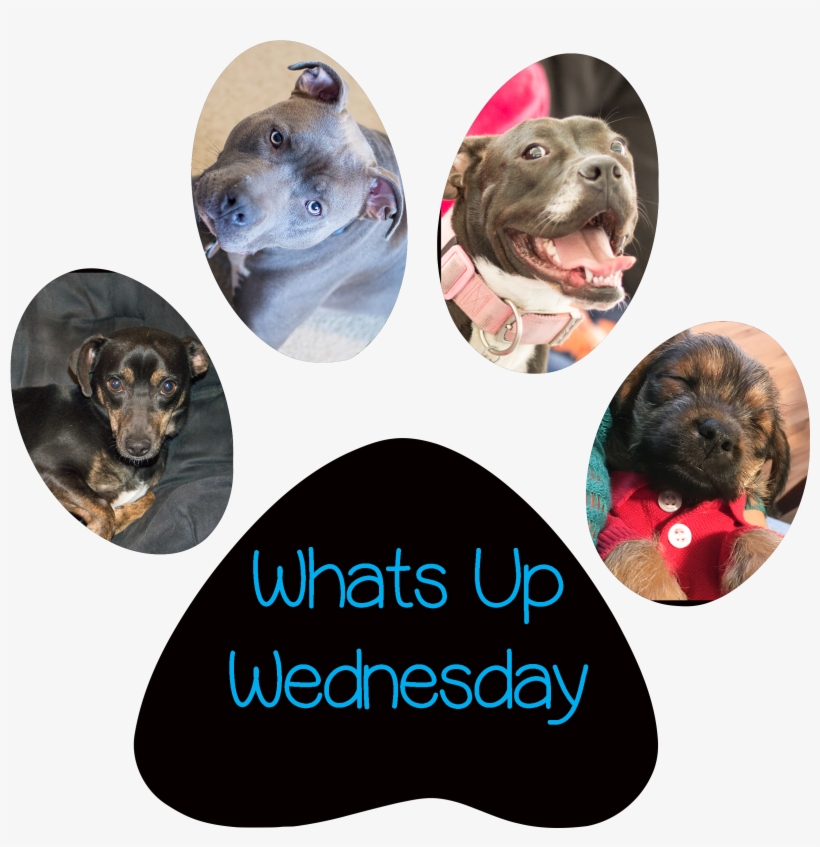 Jcpenney Coupons, transparent png