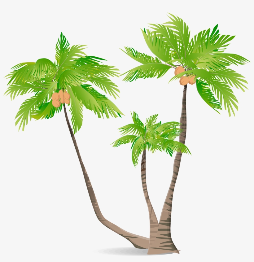 Arecaceae Green Coconut Illustration - Coconut Tree Illustration, transparent png