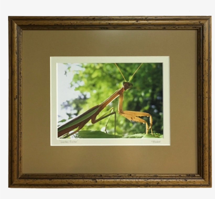 Photography - Picture Frame, transparent png