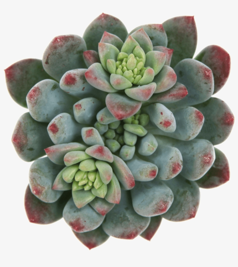 Echeveria Blue Elf, transparent png
