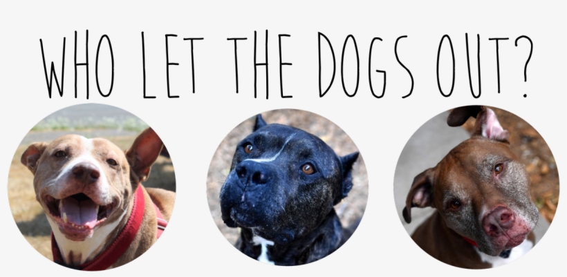 Heartland Humane - American Pit Bull Terrier, transparent png