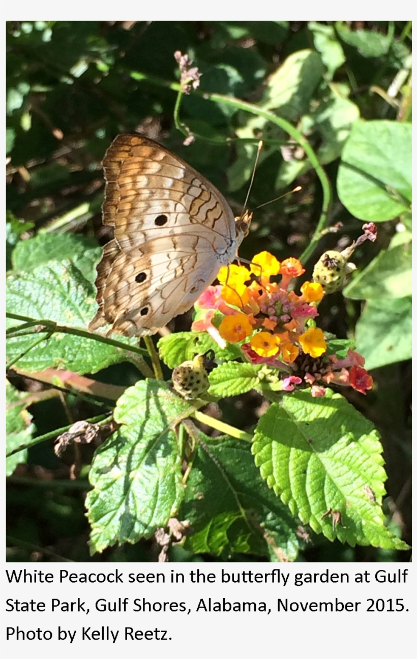 Whitepeacockcaption - Speckled Wood (butterfly, transparent png