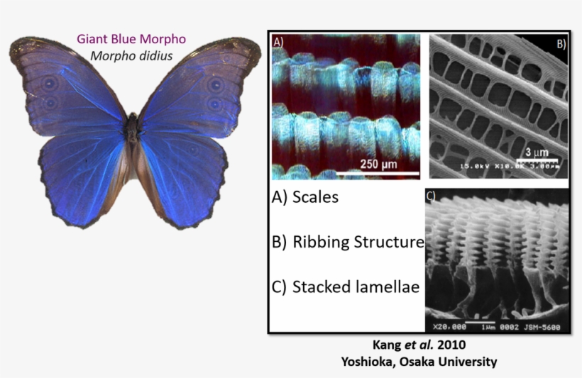 Liz/ @realscientists On Twitter - Pterin Pigment Of Butterfly, transparent png