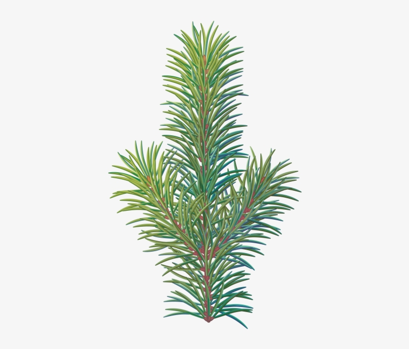 Pine Tree Branch - Christmas Tree, transparent png