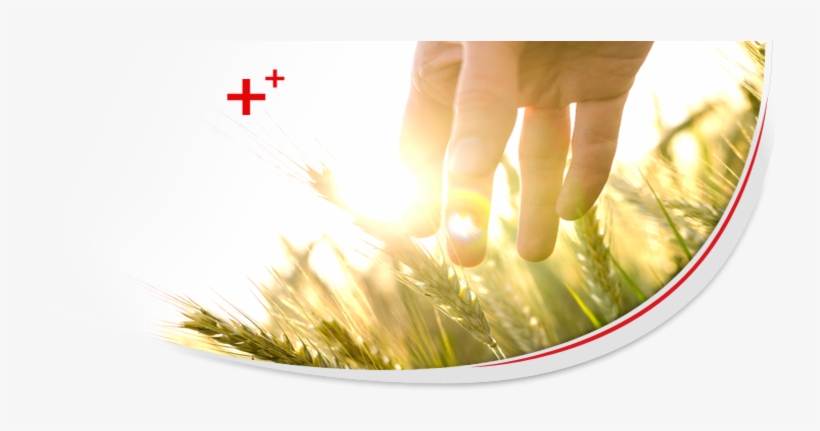 Together - Hand, transparent png