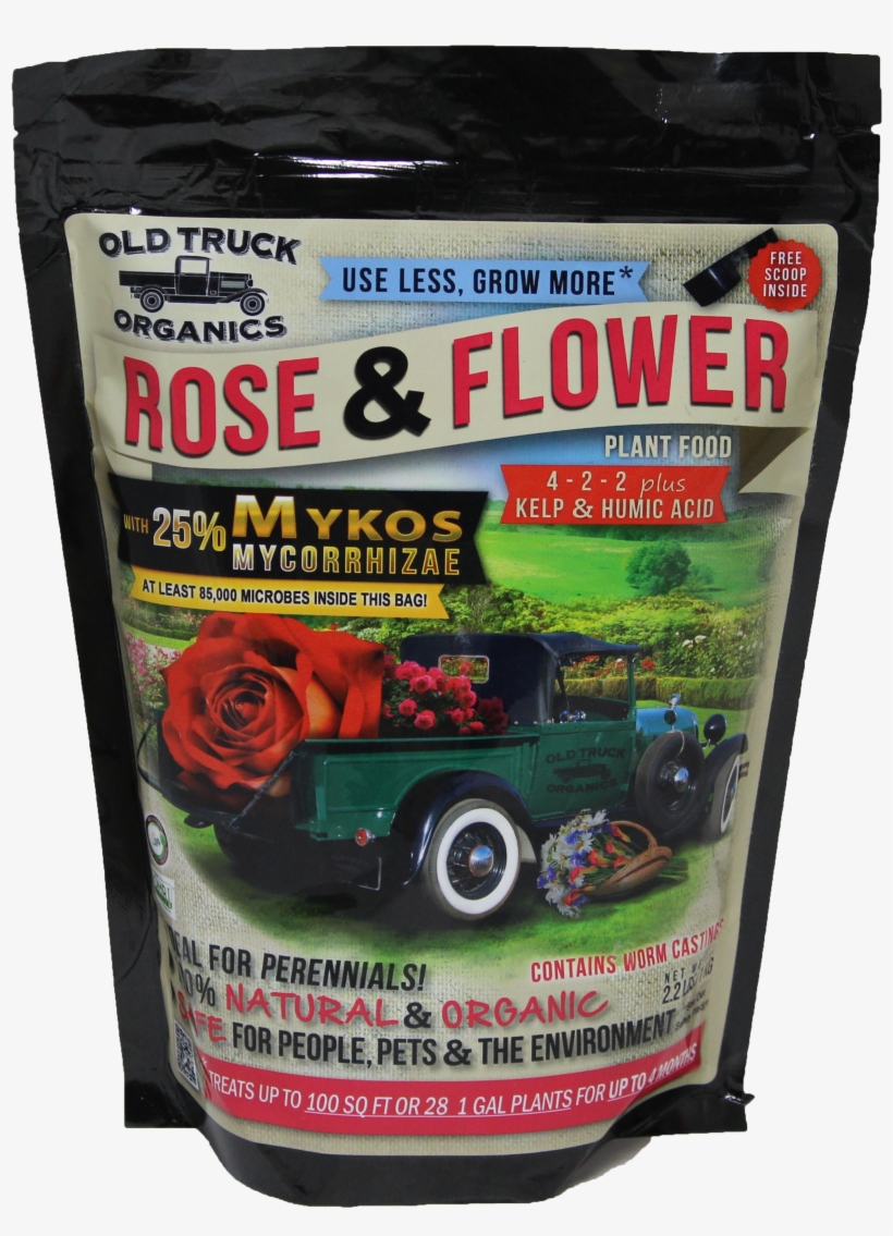 Oto Rose & Flower - Hybrid Tea Rose, transparent png