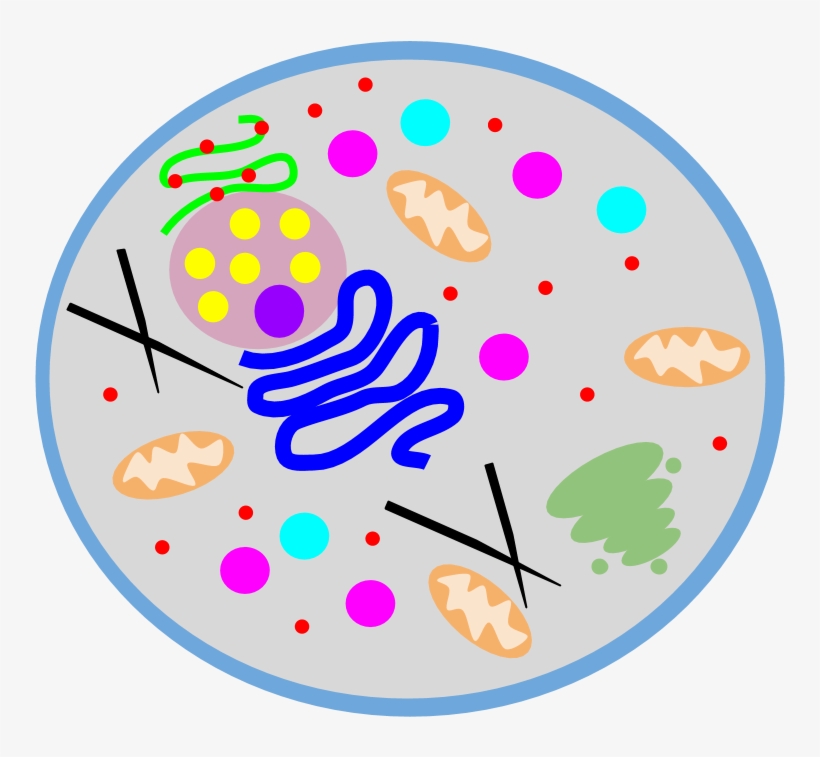 Location - Circle, transparent png