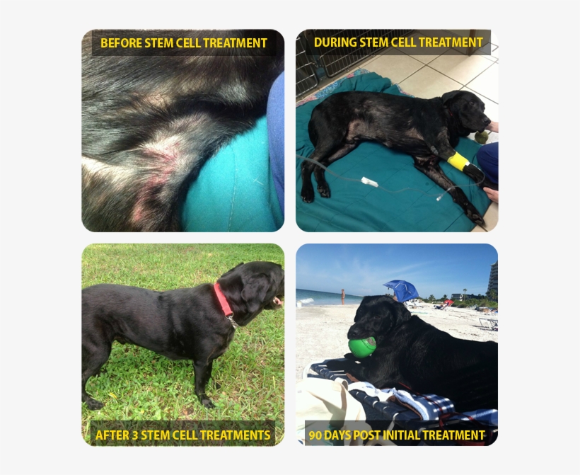 Dog Cell Therapy Treatment - Companion Dog, transparent png