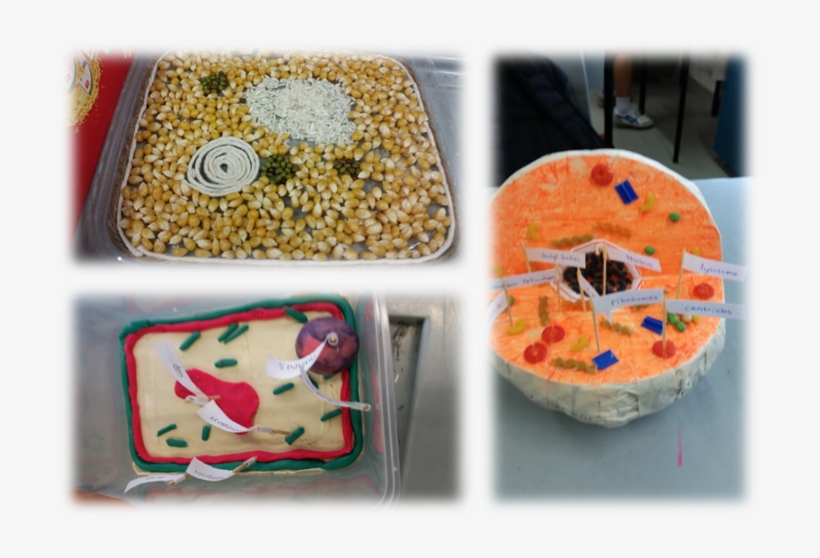 Cell Model - Dish, transparent png
