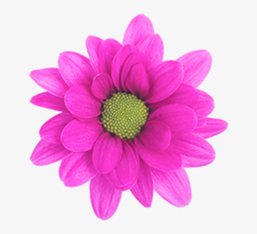 Daisy Purple Memphis Daisy Purple Memphis - Daisy, transparent png