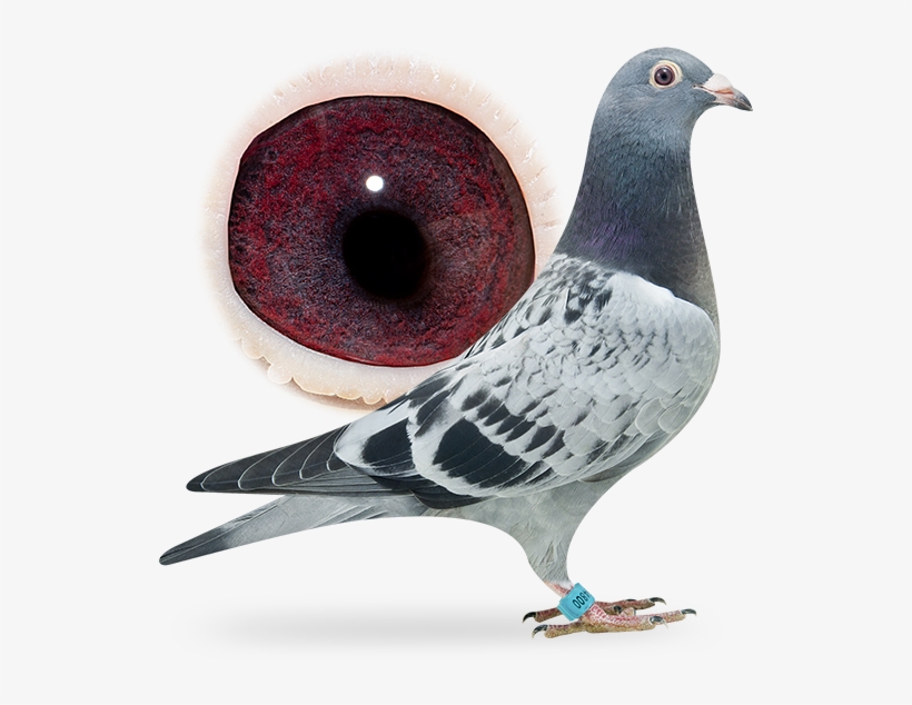 Nl16-1864800 - Rock Dove, transparent png
