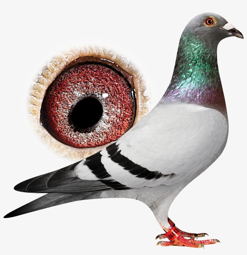Breeder - Rock Dove, transparent png