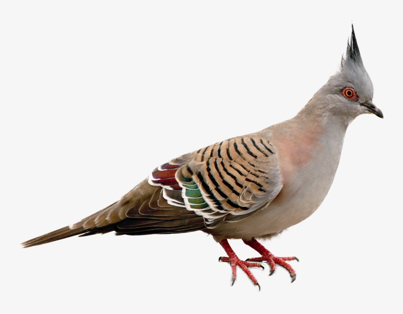 Masked Birds Crested Color - Crested Pigeon Png, transparent png
