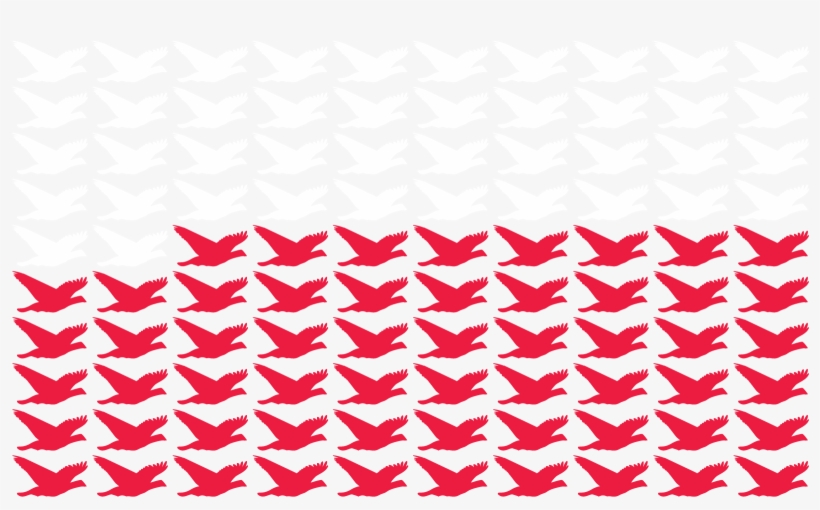58% Of The Wild Population Of Pink Pigeons Is Wiped, transparent png