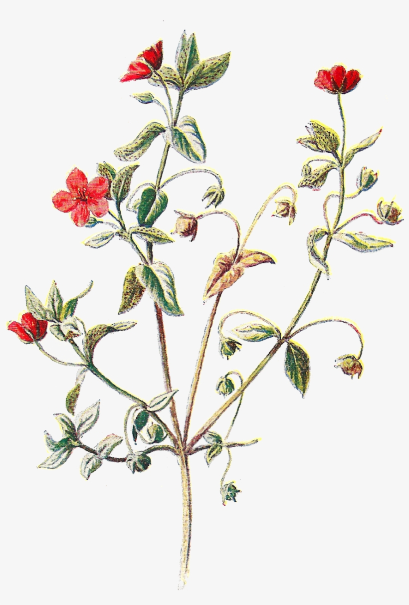 Scarlet Pimpernel Flower Botanical, transparent png