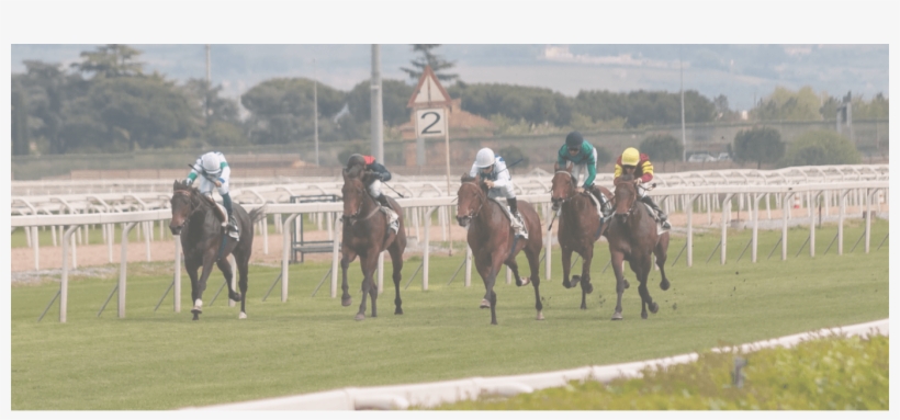 Flat Racing, transparent png