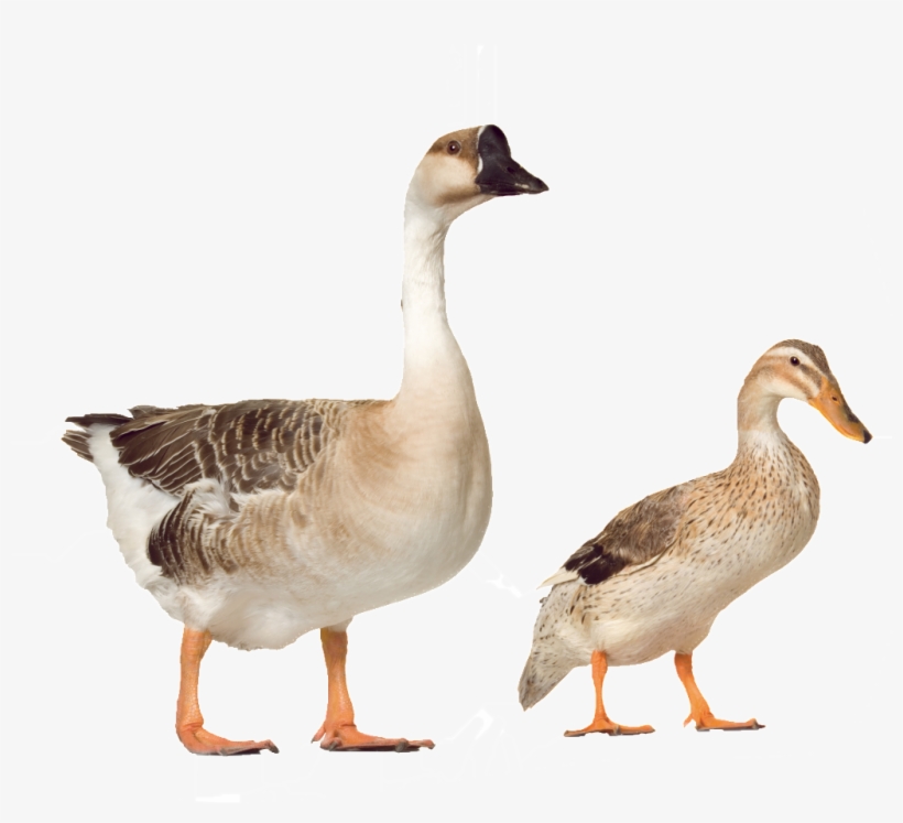 Beautiful And Beautiful Physical Poultry Png - Poultry, transparent png