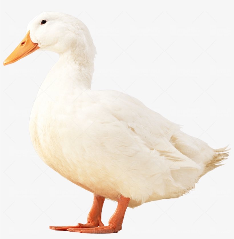 Duck, transparent png