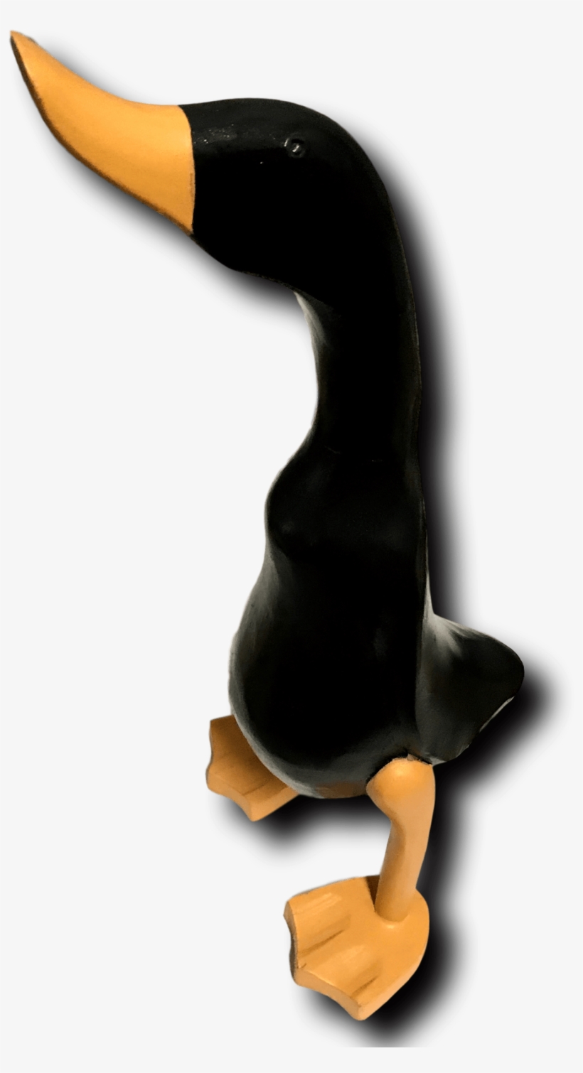 Black Duck - Duck, transparent png