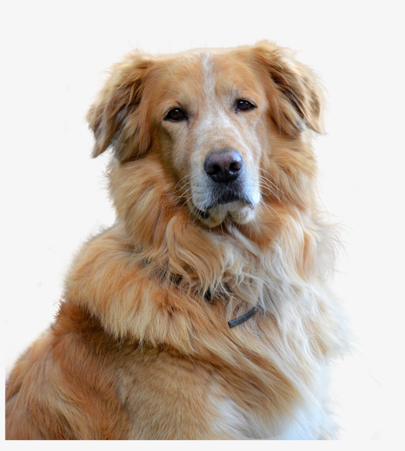 Embark Guide To Golden Retrievers - แชมพู สุนัข ขน สวย หนา นุ่ม, transparent png