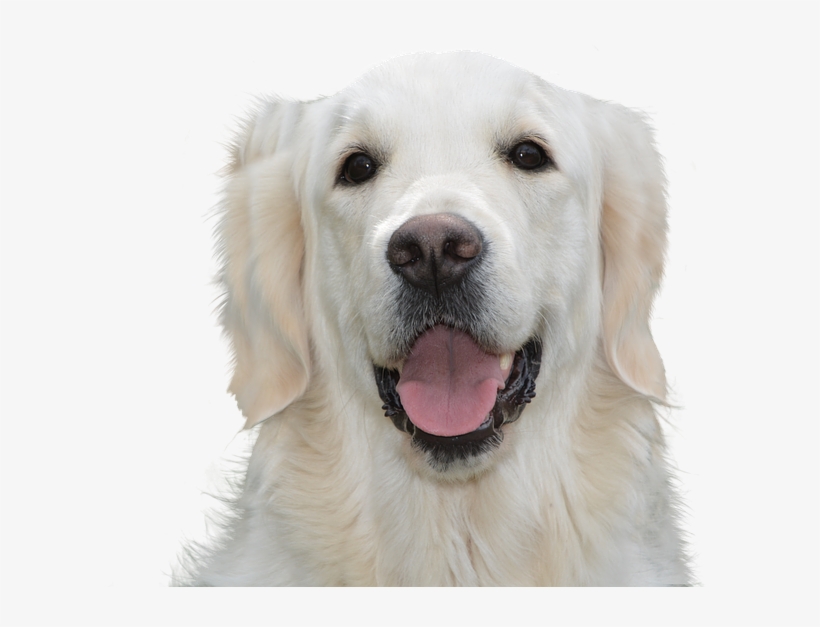 Dog Free, Golden Retriever, Pet, Hundeportrait, Young - Stop Dog From Licking Paws Home Remedy, transparent png