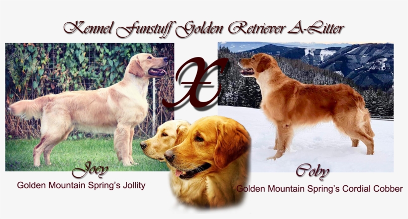 Golden Retriever A-litter Plan, transparent png