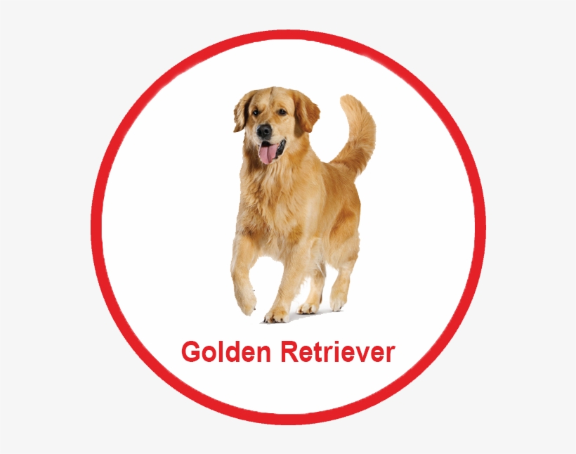 Royal Canin Malaysia - Malaysia Puppy Golden Retriever, transparent png