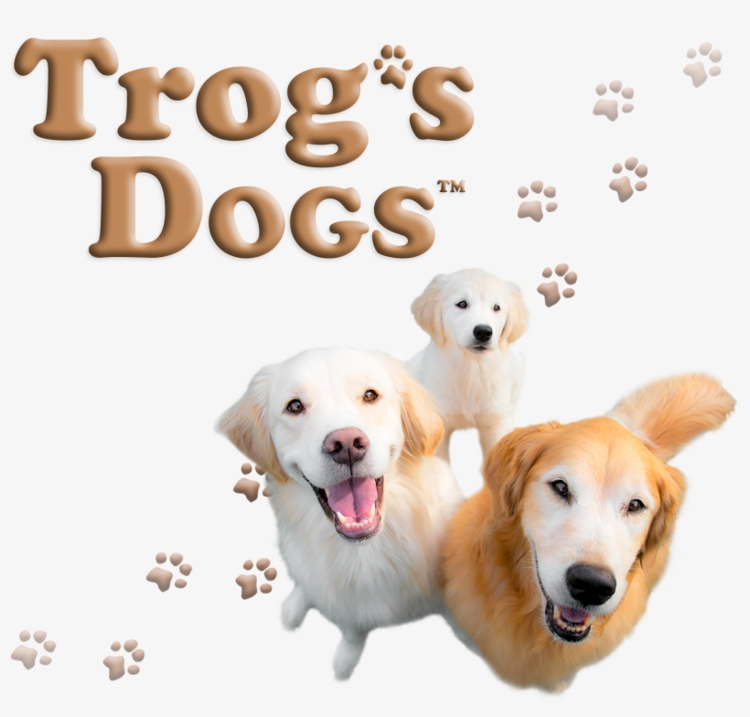 Labrador Retriever, transparent png