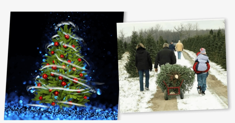 Tree Of Lights - People Buying Christmas Trees, transparent png
