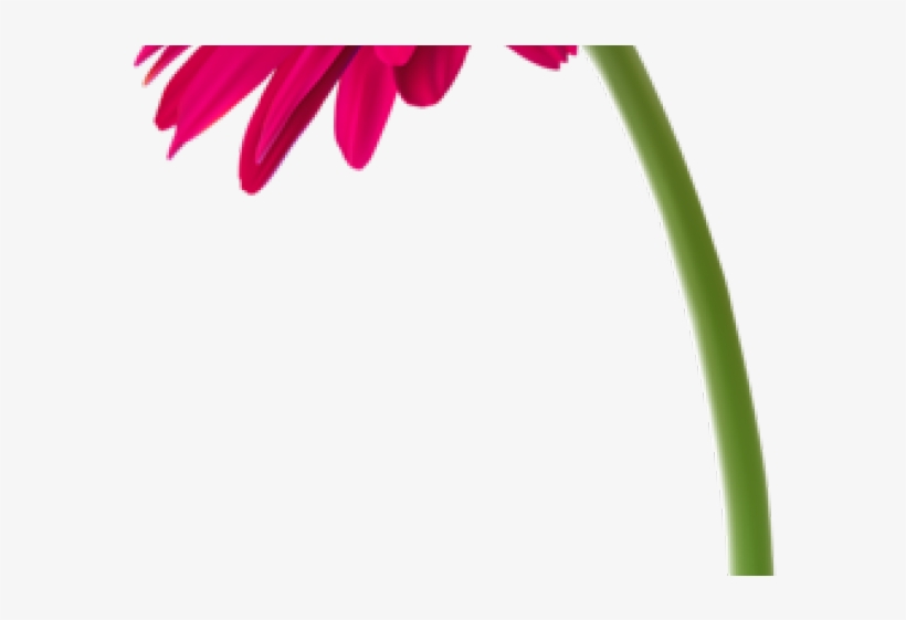 Gerbera Clipart Pink Daisy - Barberton Daisy, transparent png