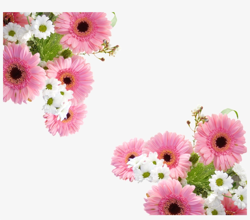 Gerbera Schnittblume Pink - Gerbera Png, transparent png