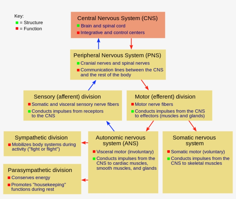 Motivation And Nervous System And Emotion - Fill In The Boxes And Indicate The Function Of Each, transparent png