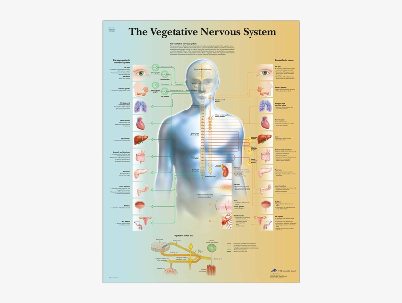 Vegetative Nervous System - Lamina Del Sistema Nervioso Vegetativo, transparent png