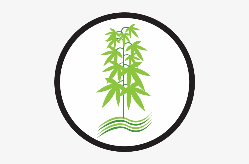 Marijuana And Growing - Circle, transparent png