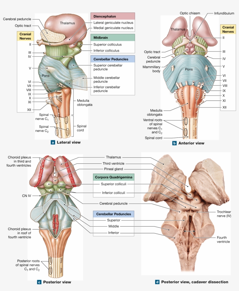 Cranial Nerves, Spinal Cord, Med School, Nervous System, - Brain Stem Anterior View, transparent png