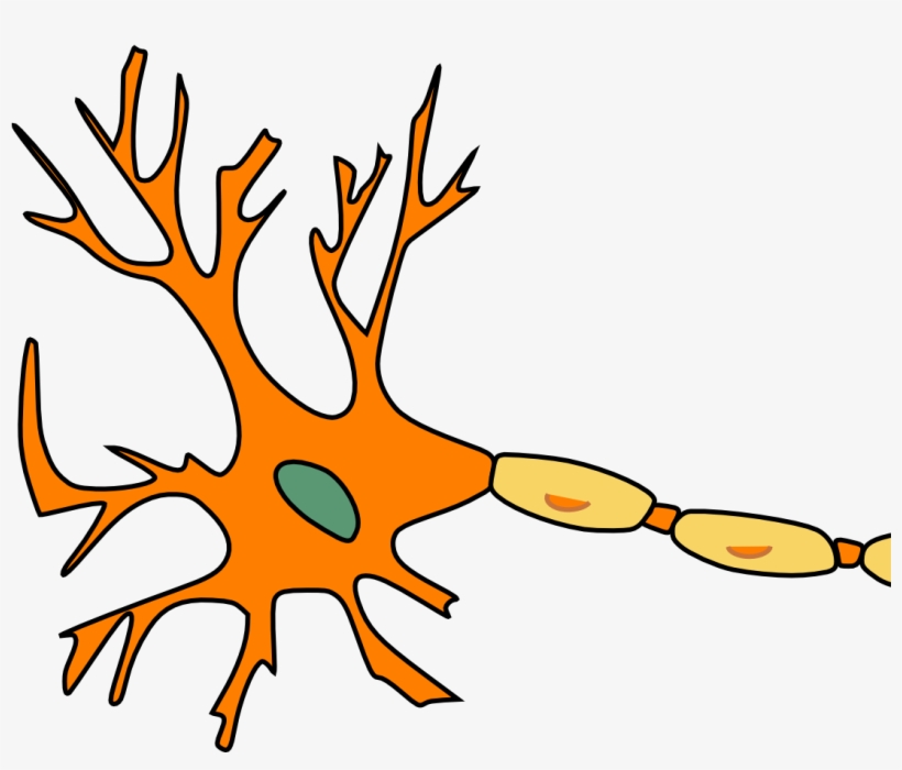 Neuron Pixabay 02052019 - Motor Neuron Not Labeled, transparent png