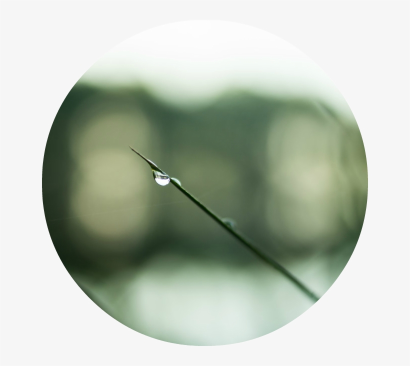 Toxins, Pollutants Your Nervous System - Macro Photography, transparent png