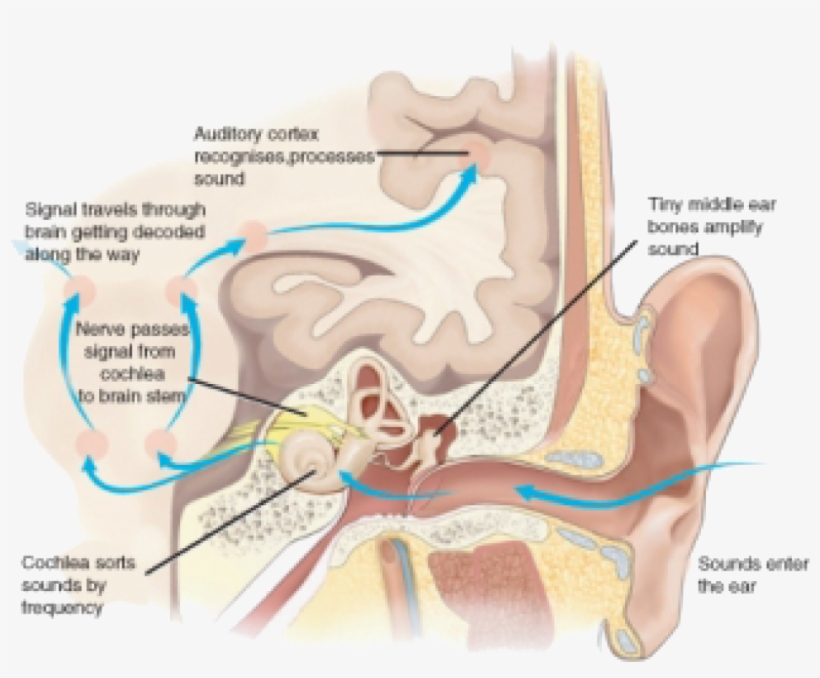 Mechanism Of Hearing, transparent png