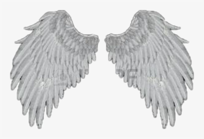 Stock Dove, transparent png